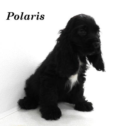 puppy, for, sale, Cocker Spaniel, Joe & Cherri  Overlease, dog, breeder, Miller, MO, dog-breeder, puppy-for-sale, forsale, nearby, find, puppyfind, locator, puppylocator, aca